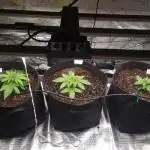 Living soil MultiGrow 3. Runde