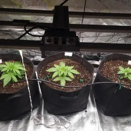 Living soil MultiGrow 3. Runde