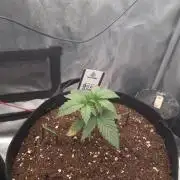 Grizzly Glue By Zamnesia