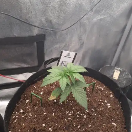 Grizzly Glue By Zamnesia