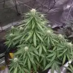 Auto Fractal by Divine Seeds(Indoor)