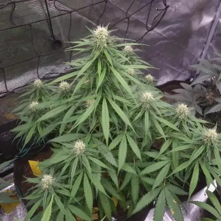 Auto Fractal by Divine Seeds(Indoor)