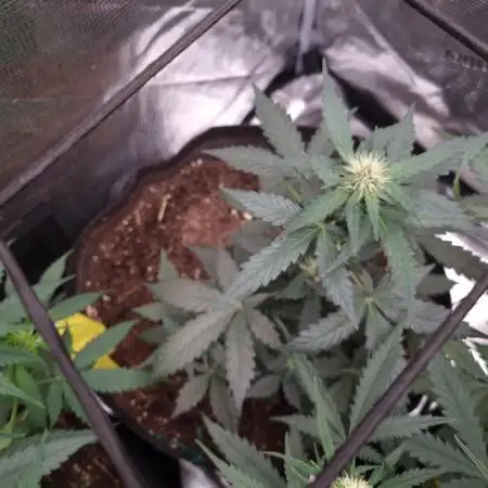 Auto Divine Rapier byDivineSeeds(Indoor)