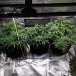 Living soil MultiGrow 3. Runde