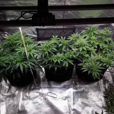 Living soil MultiGrow 3. Runde