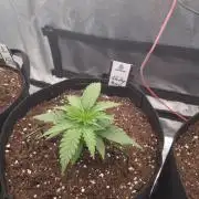Sticky Broccoly Eternity Grow Cup2026