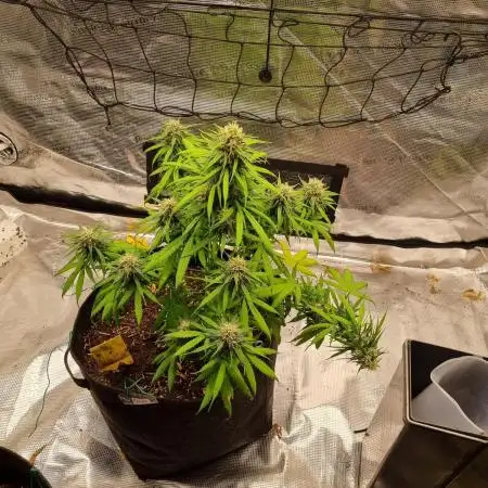Auto Fractal by Divine Seeds(Indoor)