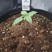 Grizzly Glue By Zamnesia