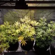 Living soil MultiGrow 3. Runde