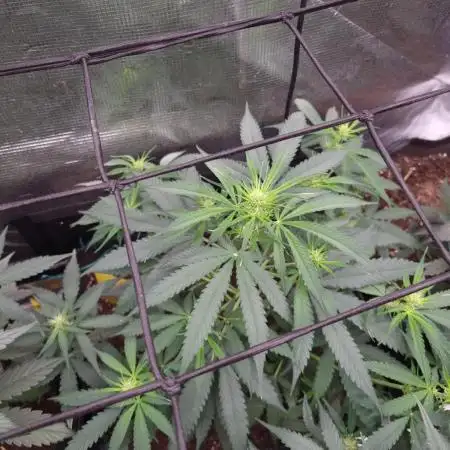 Auto Fractal by Divine Seeds(Indoor)