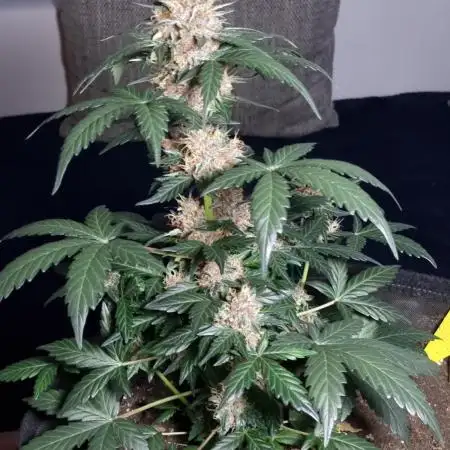 Auto Divine Rapier byDivineSeeds(Indoor)