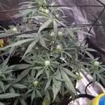 Sweet Mandarine Zkittlez xL (Auto)