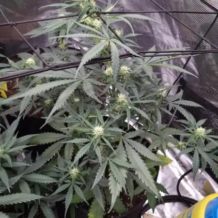 Sweet Mandarine Zkittlez xL (Auto)