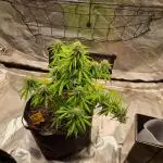 Auto Fractal by Divine Seeds(Indoor)