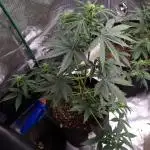 Pineapple Slush xL (Auto) by Sweet Seeds
