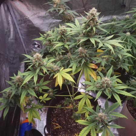 Pineapple Slush xL (Auto) by Sweet Seeds