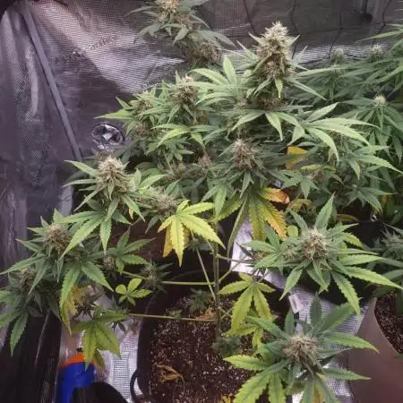 Pineapple Slush xL (Auto) by Sweet Seeds