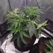 Nicole Kush by Garden of Green