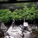 Living soil MultiGrow 3. Runde