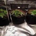 Living soil MultiGrow 3. Runde