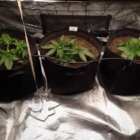 Living soil MultiGrow 3. Runde