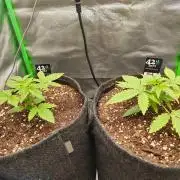 Apple Strudel & Orange Sherbet Auto