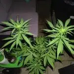 Tropicana Cookies Outdoor
