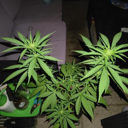 Tropicana Cookies Outdoor