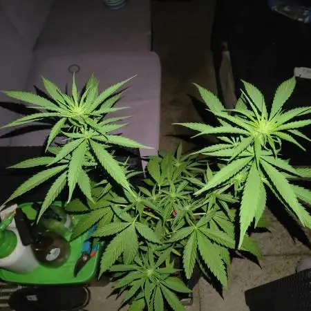 Tropicana Cookies Outdoor