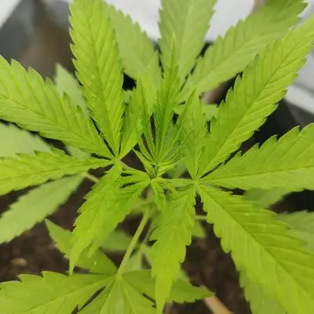 Tropicana Cookies Outdoor