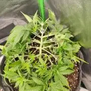 Apple Strudel & Orange Sherbet Auto