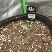 Apple Strudel & Orange Sherbet Auto