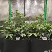 Apple Strudel & Orange Sherbet Auto