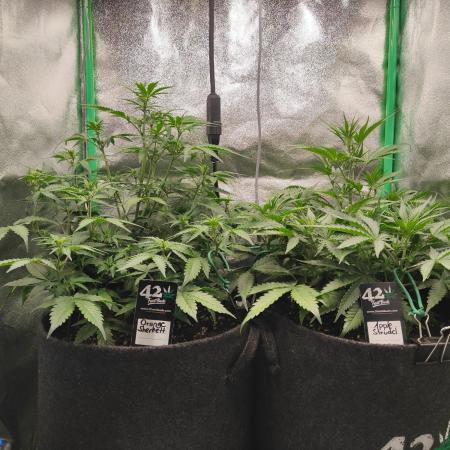 Apple Strudel & Orange Sherbet Auto