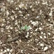 Orange Cindy Sherbet