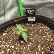 Apple Strudel & Orange Sherbet Auto