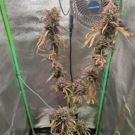 Tropicana Cookies Outdoor