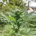 Tropicana Cookies Outdoor
