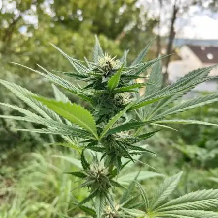 Tropicana Cookies Outdoor