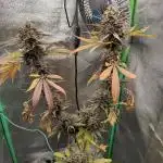 Tropicana Cookies Outdoor