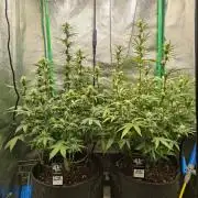 Apple Strudel & Orange Sherbet Auto