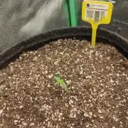 Orange Cindy Sherbet