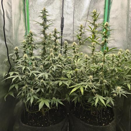Apple Strudel & Orange Sherbet Auto