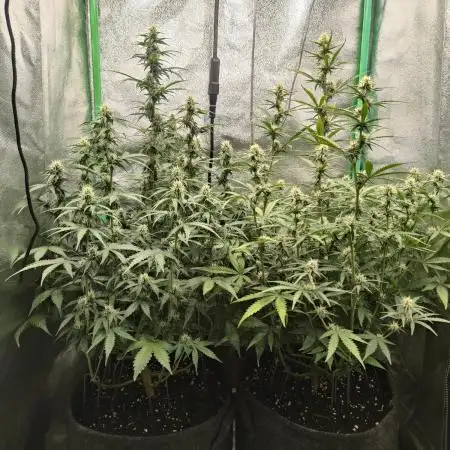 Apple Strudel & Orange Sherbet Auto