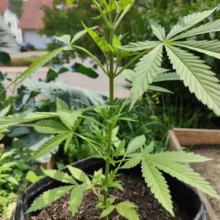 Tropicana Cookies Outdoor