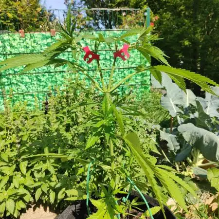 Tropicana Cookies Outdoor