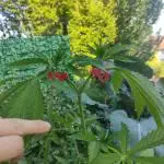 Tropicana Cookies Outdoor