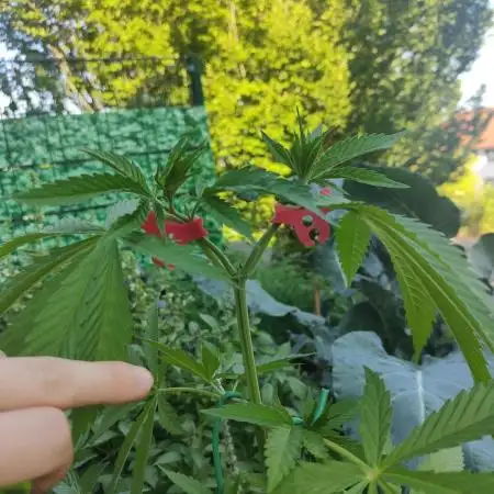 Tropicana Cookies Outdoor