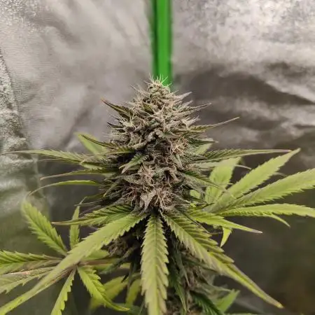 Tropicana Cookies Outdoor