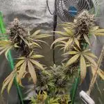 Tropicana Cookies Outdoor